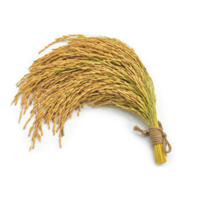paddy